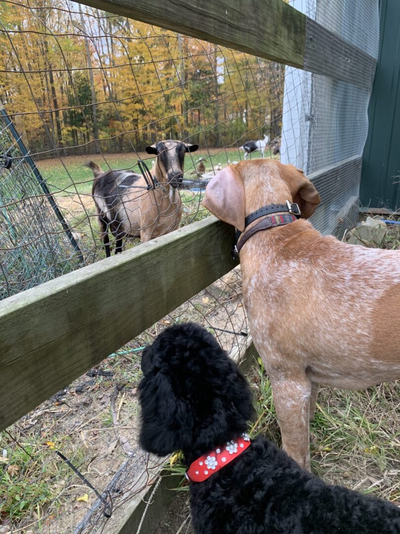 two dogs looking at a goat