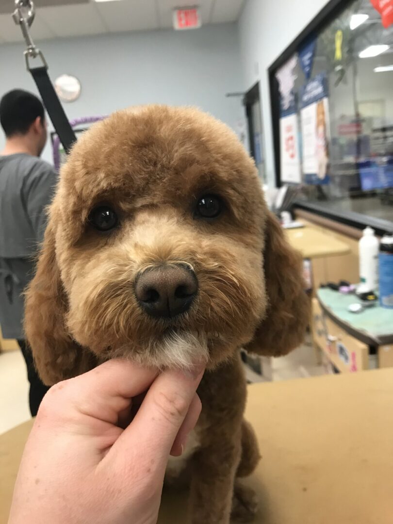 a small fluffy dark brown dog looking at the camera