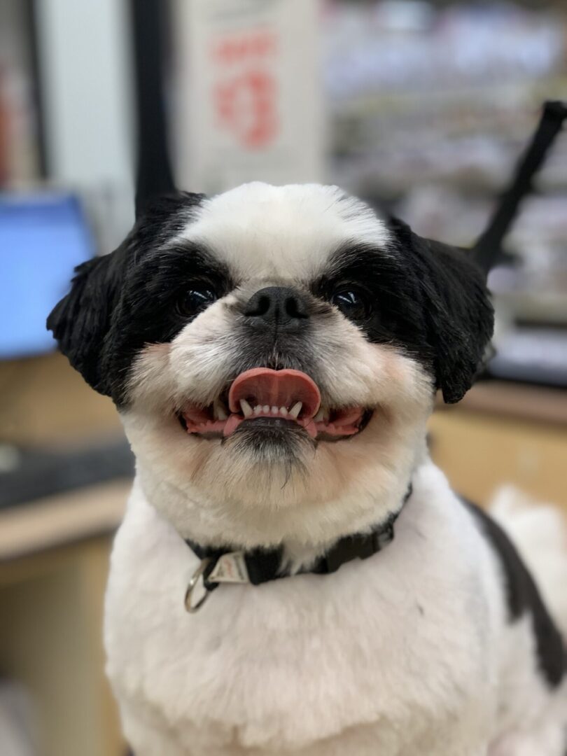 a small black and white dog with its tongue sticking out