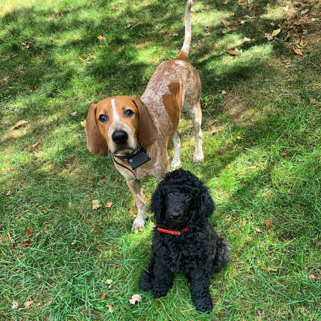 a brown dog and a black dog