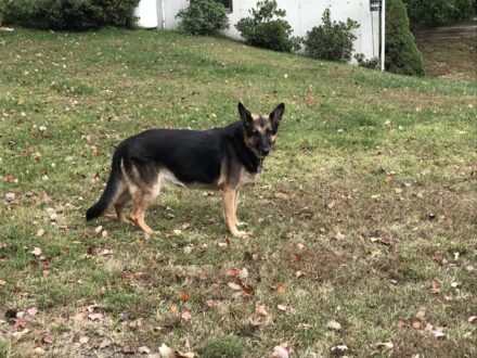 a black dog
